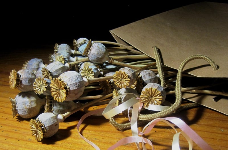 Celestial Seeds Packets